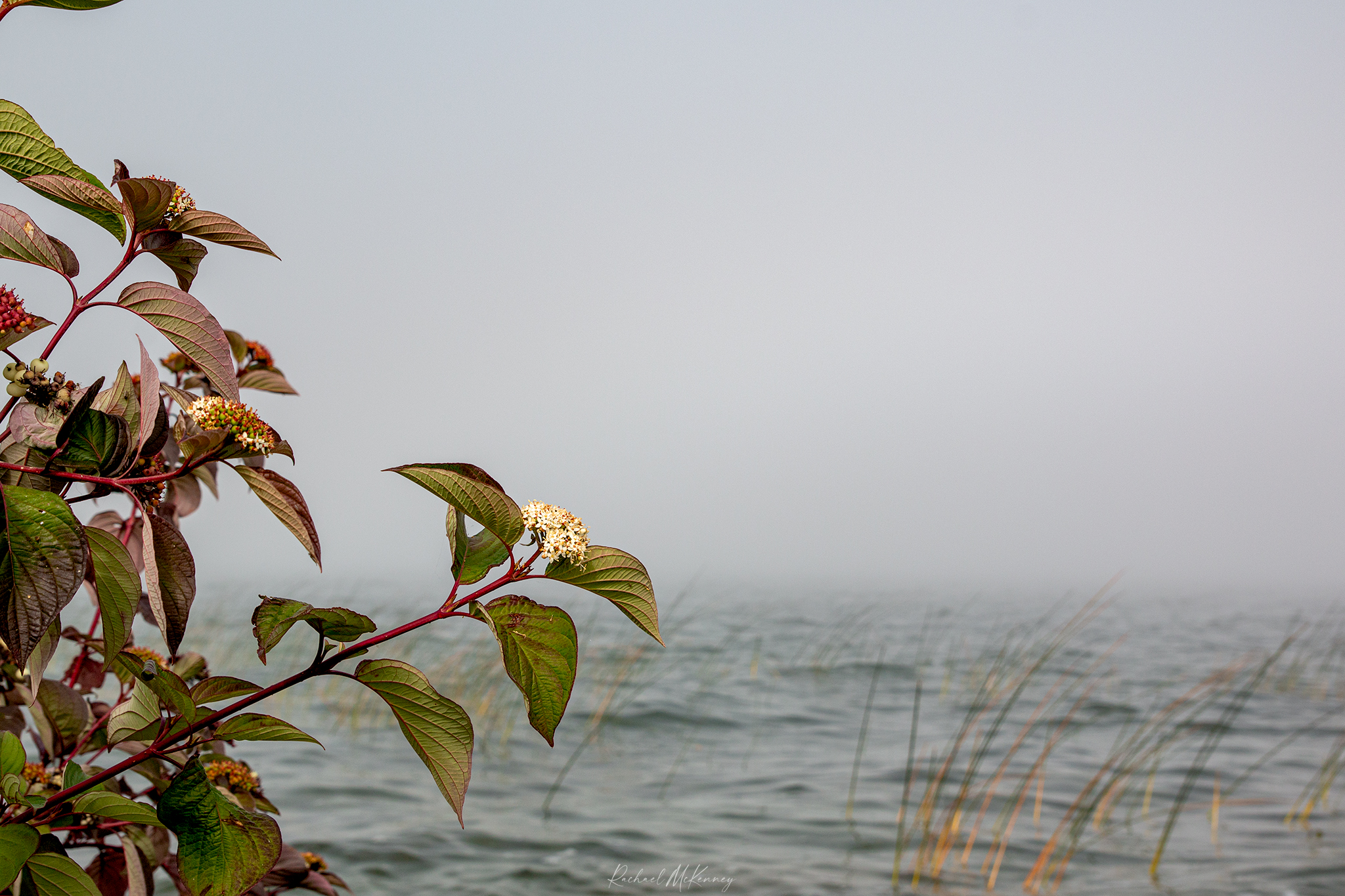 mist